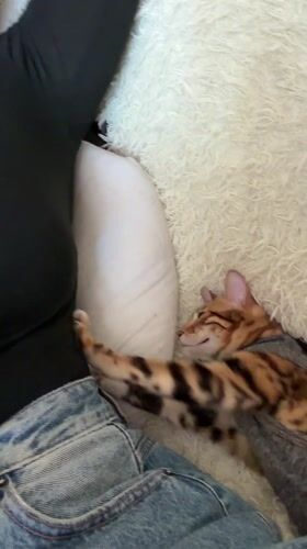 Domestic cats spotted in Saint Petersburg area homes