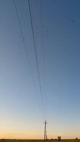 This is a vertical video clip shot outdoors, likely in Vozdvizhenka, Russia, during either sunrise or sunset due to the warm glow on the horizon. The primary subjects are several power lines stretching diagonally across the frame from bottom to top. Against a clear blue sky, a flock of small birds is visible, some perched on the power lines and others in flight. The birds appear to be in motion, with some forming loose groups in the sky, suggesting they are migrating or gathering. The overall mood is serene and natural, highlighting the interaction between man-made infrastructure and wildlife in a rural or semi-rural setting. The clear sky and the subtle colors of dawn or dusk contribute to a peaceful atmosphere. There is no visible text in the media file.