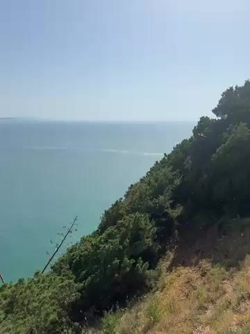 The video captures a scenic coastal landscape under a clear, sunny sky. The camera pans from left to right, showcasing a vast expanse of turquoise-blue ocean meeting a distant sandy coastline on the horizon. In the foreground and to the right, steep cliffs are covered in lush green vegetation, including dense bushes and trees. Two tall, bare trees with reddish trunks are visible early in the shot. As the camera pans, a bird, possibly a seagull, is briefly seen perched atop a rocky outcrop on the cliff edge. The bright sunlight illuminates the calm sea and the verdant cliffs. The ground closer to the camera is reddish-brown earth. The scene offers a panoramic view of the majestic coastline, characteristic of locations like Nazaré, Portugal, as indicated by the context. No people or visible text are present.