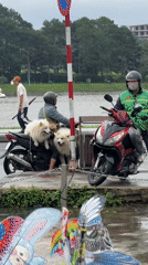 Man with Samoyed dogs on scooter spotted in Da Lat