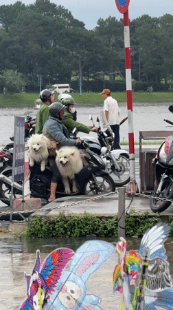 Man with Samoyed dogs on scooter spotted in Da Lat