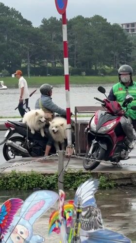 Man with Samoyed dogs on scooter spotted in Da Lat