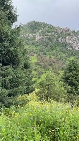 The video shows a natural landscape with a hill covered in green vegetation and scattered trees. The foreground is filled with tall green grass and yellow wildflowers. In the background, the hill is rocky and sparsely vegetated, with more trees and bushes covering its slopes. The sky is overcast and gray. The camera pans slowly across the scene, showing different parts of the hillside and the foreground vegetation. There are no people or animals visible in the video. The overall impression is a serene and natural environment, possibly a mountainous or hilly region during springtime or early summer, indicated by the blooming wildflowers.