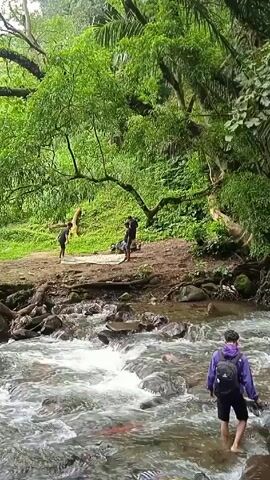 Here is a concise description of the video:

The video is set in a lush, green environment featuring a rocky river. A person wearing a purple jacket and a black backpack is wading through the river, holding shoes in their hand. On the riverbank, there are a few other individuals, and one of them appears to be stretching or exercising. The surrounding landscape is densely vegetated with various trees and plants.