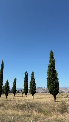 The video shows a line of tall, slender cypress trees standing in a dry, grassy field under a clear blue sky. In the background, rolling hills are visible. The camera appears to be panning slowly to the right, or the trees are a still image with the camera moving. There are no people or animals visible in the video. The overall impression is one of a serene, rural landscape.