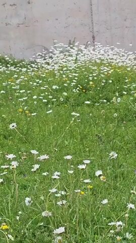 The video captures a patch of wildflowers, primarily daisies, growing in lush green grass. A rough, concrete wall forms the backdrop, stretching across the top of the frame. The flowers are clustered densely, with white petals and yellow centers, interspersed with smaller yellow wildflowers and occasional hints of purple. The camera appears to be held steady, offering a static, eye-level view of the natural scene. The lighting suggests it is daytime, likely outdoors, with the focus on the vibrant field of flowers against the muted, textured wall.