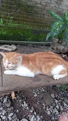 A short video shows an orange and white cat resting on a wooden surface outdoors. A hand is gently stroking the cat's back. Behind the cat, there are several ducks and other objects scattered on the ground, which is covered in small rocks and dirt. A green plant is visible in the background near a brick wall. The cat seems relaxed and is lying still while being petted.