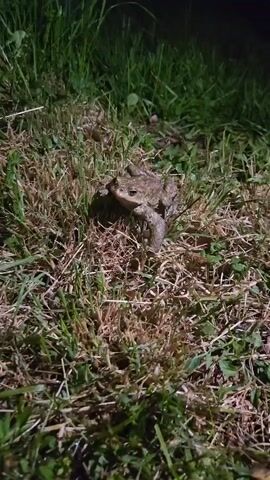 A frog is resting in a patch of grass. The scene is dimly lit, suggesting it's nighttime. The grass appears to be a mix of green and brown, with some taller blades interspersed among shorter ones. The frog is mottled in color, blending in with its surroundings. The camera remains static, focusing on the frog's stationary pose.