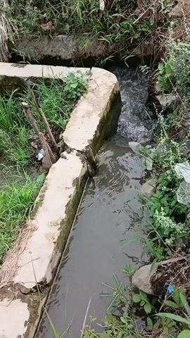 The video shows a narrow concrete irrigation ditch filled with dark, murky water. The ditch is surrounded by lush green vegetation, including grass and small plants. On the left side of the ditch, there are some broken wooden stakes and a small amount of trash. The ditch appears to be feeding into a larger body of water or a rice paddy, which is visible in the background. The water in the ditch is flowing, indicating it is actively being used for irrigation. The scene is consistent with a rural or agricultural setting. There are no people visible in the video.