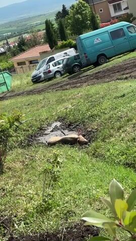 The video captures a dark-colored pig wallowing in a muddy puddle on a sunny, grassy hillside. Initially, the pig is lying almost completely submerged in the thick, dark mud. It then slowly lifts its head, looking around before standing up, partially emerging from the puddle, still caked in mud.

The immediate foreground features vibrant green grass and some patches of exposed soil. In the mid-ground, several vehicles are parked on a dirt or gravel area on a gentle slope. These include a white utility van, a dark-colored hatchback, and a distinct light blue commercial van with an unreadable white logo on its side.

Beyond the vehicles, residential houses with traditional red-tiled roofs and light-colored walls dot the landscape. The furthest background reveals rolling hills under a clear blue sky, suggesting a rural or semi-rural setting. The bright sunlight indicates it is daytime, and the overall atmosphere is peaceful, capturing a typical rural scene in a location like Medovo, Bulgaria.