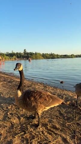 This is a close-up, low-angle video of a Canadian goose standing on a sandy shore. The goose is facing left, with its head turned slightly towards the camera. In the background, a lake is visible with calm, rippling water. Trees and greenery line the far shore. Several people can be seen in the water, appearing to be swimming or enjoying the lake. The sky is clear and blue, suggesting it is daytime. Another goose is partially visible to the right of the frame, also on the shore. The lighting indicates it is either early morning or late afternoon, with the sun casting a warm glow.