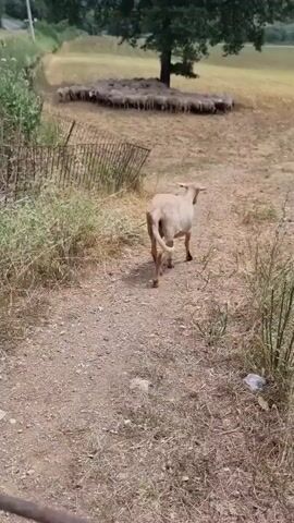 This media file depicts a pastoral scene in Montagut i Oix, Spain. The primary subjects are a flock of sheep gathered under a large tree in a dry, grassy field. A single sheep is walking away from the camera on a dirt path, heading towards the larger flock. A rustic, broken fence runs along the left side of the path, overgrown with wild grass.

The setting is rural and appears to be during daylight, likely late morning or early afternoon, given the shadows. The weather seems dry and possibly warm, suggested by the parched appearance of the grass and soil. The landscape includes rolling hills in the background, one of which is partially covered with trees.

The activity is simple and natural: sheep moving and congregating in their environment. There is a sense of tranquility and natural order, with the lone sheep rejoining its herd. No people are visible. The objects present are the sheep, the tree, the fence, and the natural terrain.

No visible text is present in the media file. The overall emotion conveyed is one of peaceful, rural life.