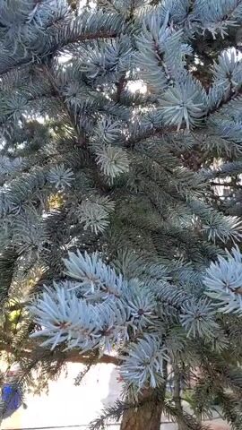 A close-up, static shot shows the blue-green needles of a conifer tree. The needles are clustered together on the branches, creating a dense texture. Sunlight filters through the branches, casting a dappled pattern of light and shadow on the foliage. In the background, out of focus, are hints of a blurred outdoor scene, suggesting the tree is in a garden or yard. There is no discernible movement or activity within the frame.
