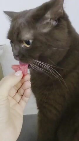 A person's hand is holding a small piece of pink food up to a brown cat's mouth. The cat is looking at the food and appears to be sniffing it. The background is blurry and out of focus.