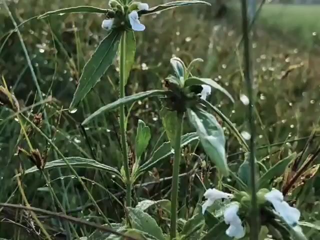 The video opens with a close-up shot of a green plant with white flowers and dew drops on its leaves. The camera then pans out to reveal a field of grass also covered in dew drops, suggesting it is early morning. The background shows a road, a utility pole with a sign, and a hazy sky, indicating a rural or semi-rural setting at dawn or dusk. The overall atmosphere is serene and natural.