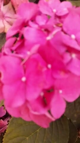 The media file is a close-up, slightly blurred, vertical shot of a cluster of vibrant pink hydrangea flowers. The blossoms are large and appear to be in full bloom, with individual petals clearly visible though softened by the focus. Small, white dots are scattered at the center of many of the flowers. The background consists of dark green leaves, some of which are out of focus and appear to be part of the same plant or a neighboring one. The overall impression is one of lush, natural beauty. There is no visible text, people, or discernible activity taking place. The lighting suggests it might be daytime, possibly outdoors, given the natural subject matter. The location context of Krakow, Poland, doesn't offer specific visual cues within the frame, but it sets the geographical origin of the image. The focus on the flowers and their vivid color evokes a sense of natural beauty and perhaps tranquility.