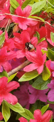 Spring morning documented with dog, azaleas in rural South Korea