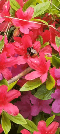 Spring morning documented with dog, azaleas in rural South Korea