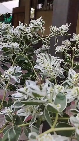 A close-up video shows a bee perched on the white and green leaves of a plant. The bee is fuzzy and brown with stripes on its abdomen. It appears to be gathering pollen or nectar from the plant's small white flowers. The plant has variegated leaves with white edges and green centers, and it is growing in what appears to be an outdoor setting with a blurry background of buildings and a brown pillar. The video is very short, only a few seconds long, and focuses on the bee and the plant.
