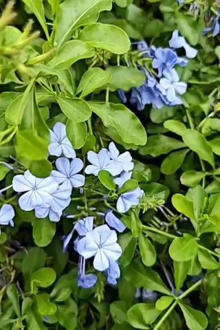 The video shows a close-up, slightly shaky view of a cluster of small, light blue flowers with five petals each, set against a background of vibrant green leaves. The flowers are in various stages of bloom, with some fully open and others still in bud form. The lighting suggests it is daytime, possibly overcast or early morning/late afternoon, as there are no harsh shadows. The focus shifts subtly between different flowers and leaves, creating a shallow depth of field effect. The overall impression is one of natural beauty and tranquility.