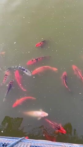 The video shows a top-down view of a pond with several koi fish swimming. The water is murky with some visible debris and bubbles. The fish are a mix of colors, including orange, red, black, and white. Some fish are close to the surface, while others are deeper. In the lower left corner, a blue net or grate is partially visible. The lighting suggests it is daytime.