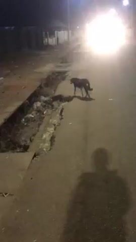 At night, a dog is seen standing at the edge of a paved road and then walking away from the camera.  The road is cracked and broken.  There is trash and debris visible along the side of the road.  The video is grainy and the lighting is poor.  There is a light pole visible at the beginning of the video.  An air horn sound is heard in the background.  The dog walks across a dirt area adjacent to the road.