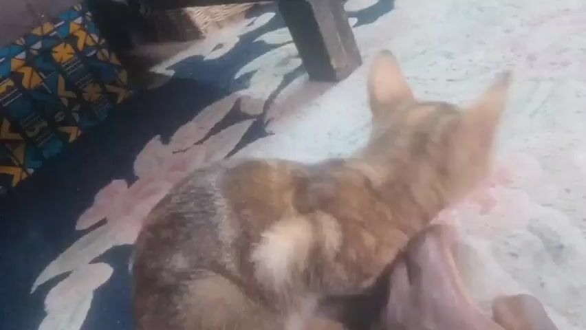A close-up shot shows a ginger and white cat lying on a carpeted floor. The cat is curled up, facing away from the camera, with its head slightly turned. A person's hand, with dark skin, is gently petting the cat's back. The carpet has a floral pattern with pink and blue accents. A dark piece of furniture is visible in the upper left corner of the frame, and another object, possibly part of a table, is in the upper right. The lighting is dim, creating a soft atmosphere.