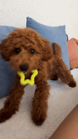 Poodle plays with toy on couch in Montenegro