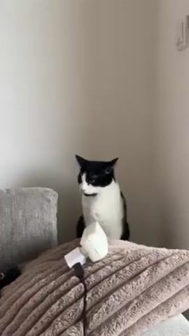A video shows a black and white cat sitting behind a brown pillow. A white charger is on top of the pillow. The cat turns its head to its left, then looks forward toward the camera. A controller sits on the grey couch next to the pillow. A white wall is behind the couch. There is also talking heard in the video.
