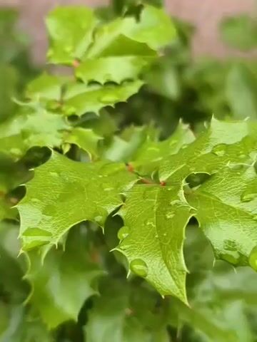 The video shows a close-up of green leaves with sharp edges, some of which have reddish-brown tips. Water droplets are visible on the surface of the leaves, suggesting it may have recently rained or been watered. The background is blurred, but appears to be more foliage, possibly part of the same plant or nearby plants. The lighting is natural and appears to be overcast. The camera is focused on the leaves and moves slightly, offering different perspectives of the plant. There are no people or animals visible in the video.