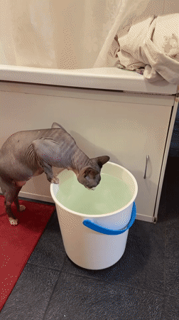 Hairless cat and home life in an Odesa apartment