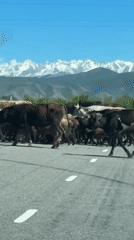 Livestock herd crosses road in Kyrgyzstan mountain region