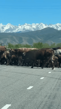 Livestock herd crosses road in Kyrgyzstan mountain region
