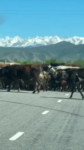 Livestock herd crosses road in Kyrgyzstan mountain region
