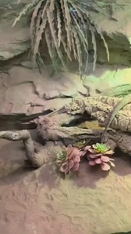 The video shows a lizard, likely a bearded dragon, resting on a tree branch within its enclosure. The enclosure features a sandy substrate, artificial rocks, and various artificial plants, including succulents and what appears to be a hanging fern-like plant. The lizard is light brown with a long tail and is positioned on the branch with its head facing left. Green lighting is also visible within the enclosure, illuminating the background rocks.