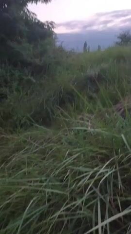 A video captured at dawn shows a field of tall grass and trees under a cloudy sky. The camera pans across the landscape, revealing a lush green environment. The sound of a child singing a lullaby can be heard in the background.