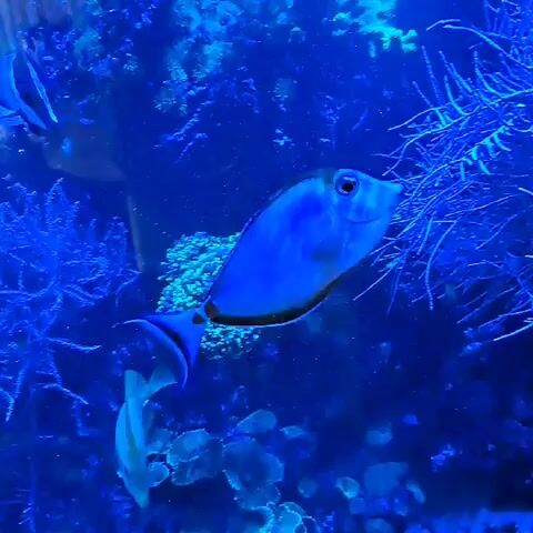 A fish aquarium, illuminated by blue light, contains several fish and coral. One large blue fish with a black stripe swims horizontally across the screen. Another smaller fish, with yellow and black markings, swims to the left of the frame. The aquarium is filled with various types of coral, some of which are light green and others are a deep blue.