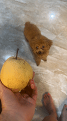 Vietnam resident shares tropical fruits with pet poodle