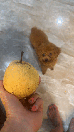 Vietnam resident shares tropical fruits with pet poodle