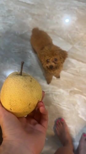 Vietnam resident shares tropical fruits with pet poodle