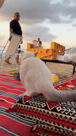 Tel Aviv beachfront at golden hour, July 2026
