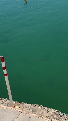 A vertical shot captures the surface of tranquil, green water. In the foreground, a concrete walkway borders the water, with a low, rocky embankment along its edge. A white post with red stripes stands partially in view on the left. Further out, a small white boat with a green trim is docked and floats gently on the water. A large round buoy is tethered to the boat, bobbing slightly. The water's surface reflects the boat and the buoy. Small schools of fish are visible as dark specks beneath the water's surface.