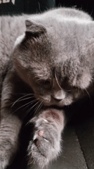 Gray Scottish Fold cat grooming and resting documented indoors