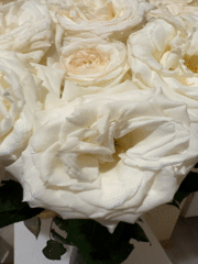 White rose bouquet documented by witnesses in brief moment