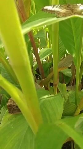 The video shows several close-up shots of butterflies resting on large green leaves and stems of plants. In the first shot, a butterfly with intricate brown and white patterns on its wings is perched on a leaf. The second shot shows a butterfly with a yellowish-green coloration on a leaf, partially obscured by foliage. The third and fourth shots capture a brown butterfly with prominent eye-like markings on its wings resting on a leaf, with glimpses of red flowers and other green plants in the background. The video appears to be filmed in an outdoor garden or natural environment.