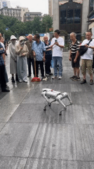 Robot dog draws curious crowd in Chongqing public square
