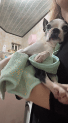Boston Terrier's evening routine: walks, bath, and dinner in Icheon-si