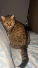 Tabby cat photographed resting on floral bedding in Beverwijk