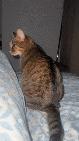 Tabby cat photographed resting on floral bedding in Beverwijk