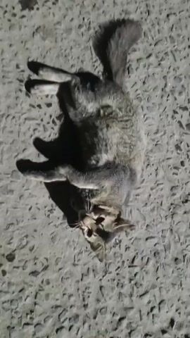 The video shows a gray tabby cat lying on its back on a gravelly surface. The cat is in an unnatural position, with its legs splayed out. Its eyes are open and it appears to be panting, with its mouth open and tongue visible. The cat is casting a shadow on the ground, indicating it is in direct light, possibly from a flashlight or streetlamp. The lighting appears to be artificial, as there are no natural shadows from the sun. The background is a flat, gray surface composed of small stones and pebbles.